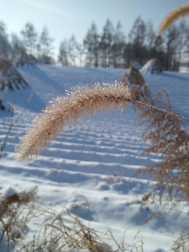 雪