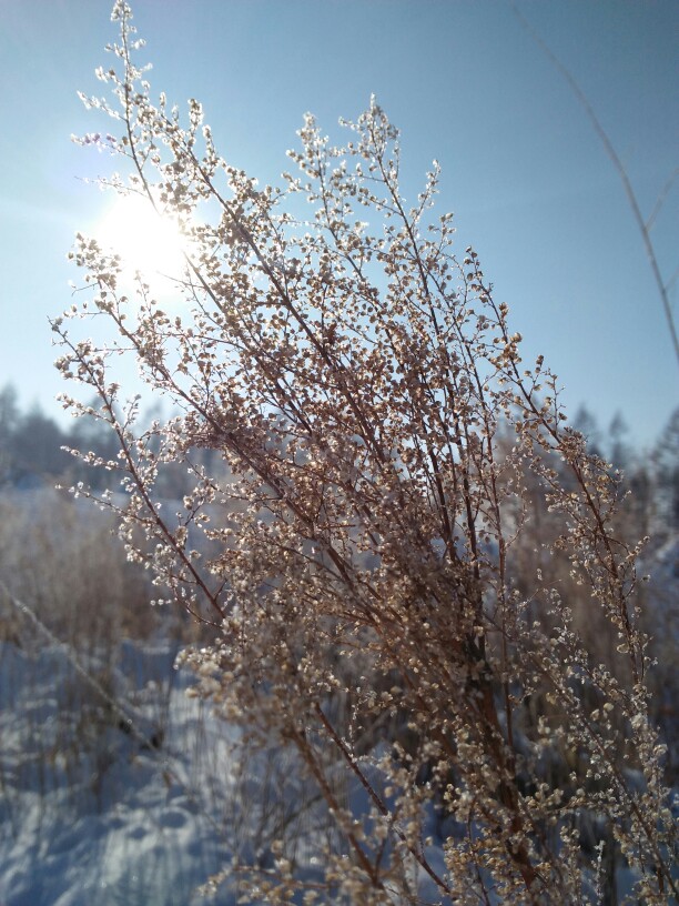 雪