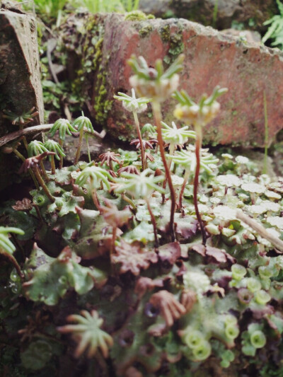 地生苔藓，像个小森林
