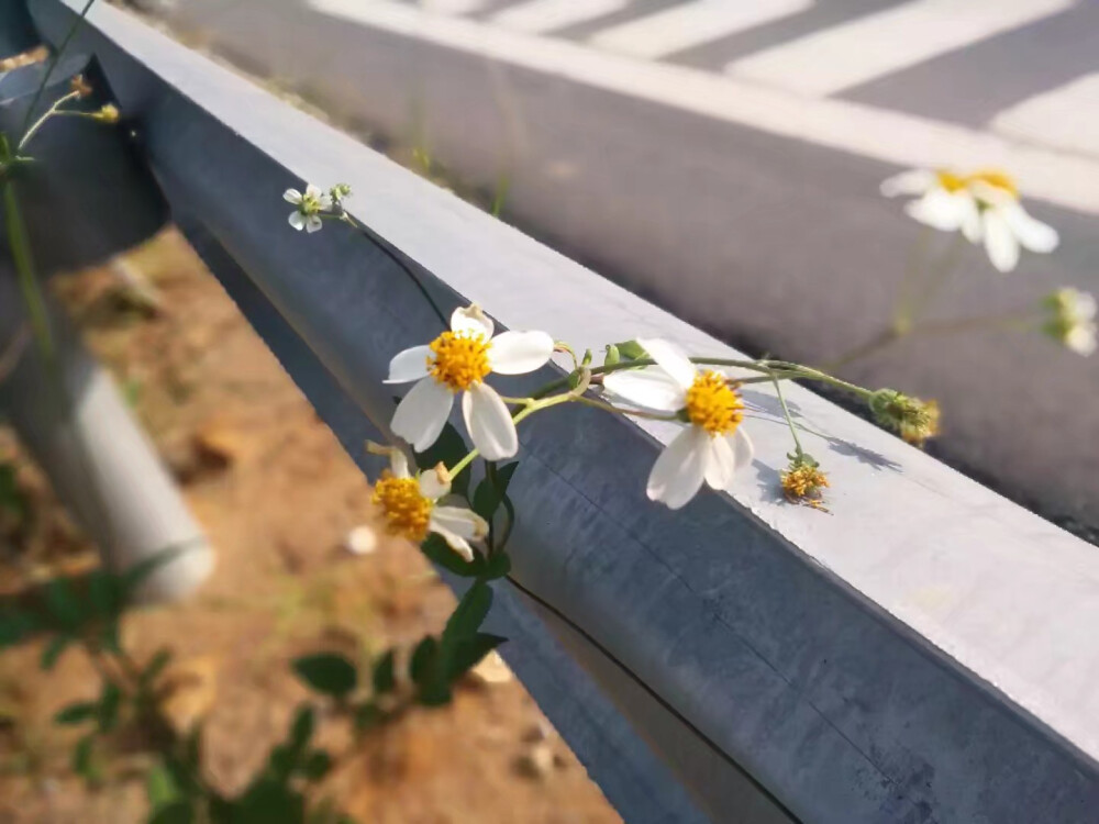 莽山公路的野花