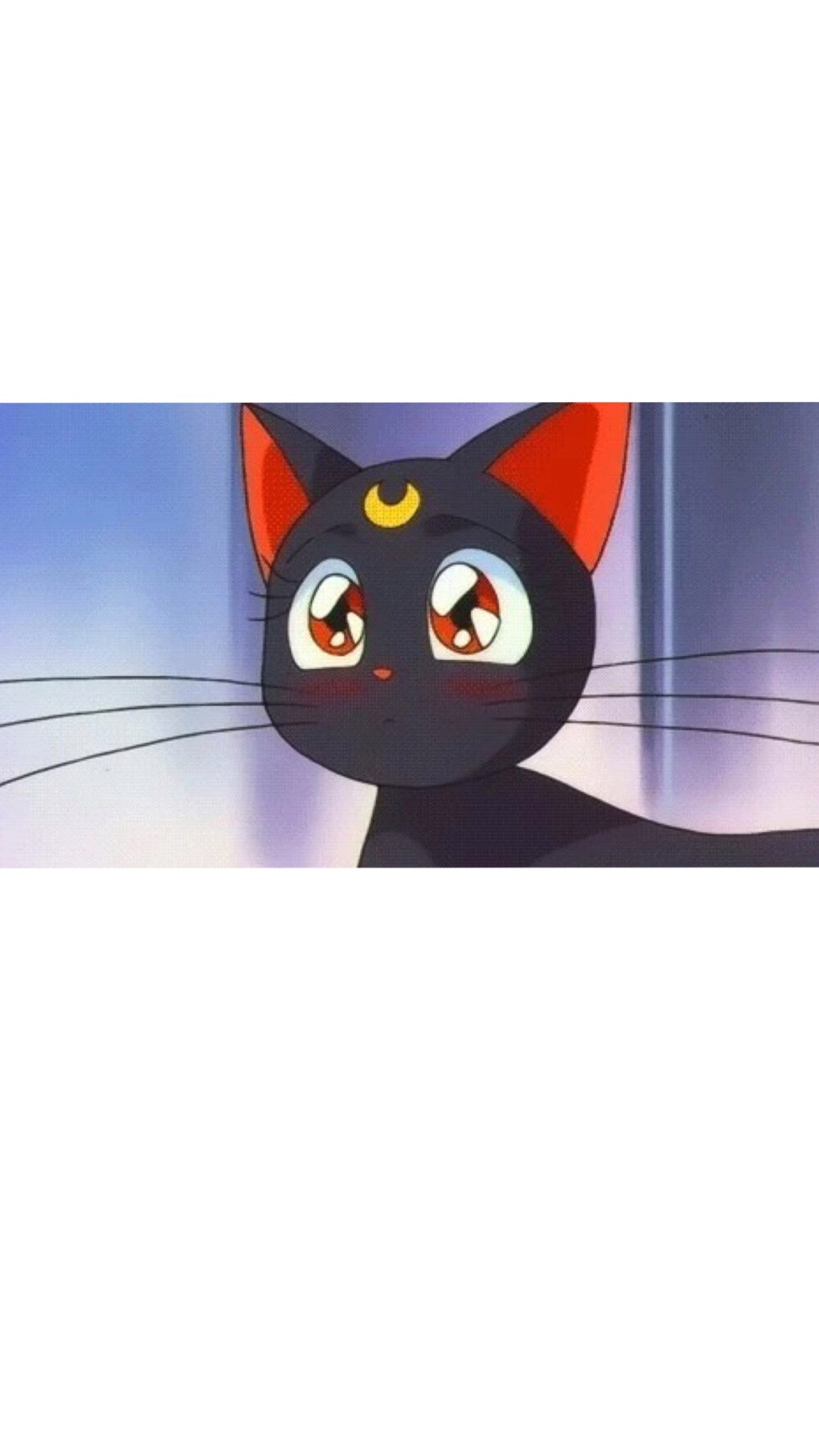 露娜猫壁纸 - 堆糖,美图壁纸兴趣社区