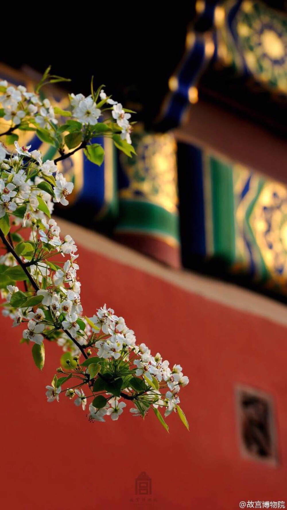 故宫花