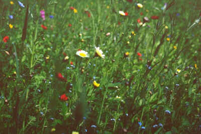 Free stock photo of nature, field, flowers, garden