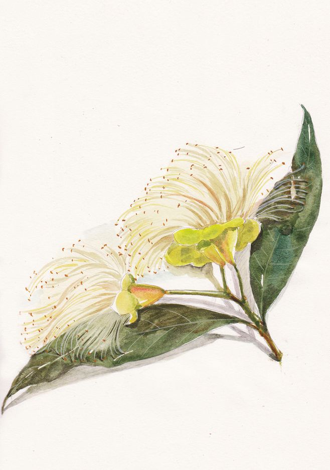 水彩练习~~金合欢