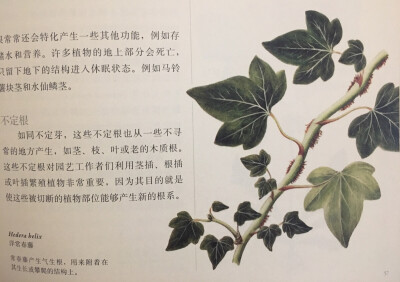 《英国园艺学会植物学指南》洋常春藤