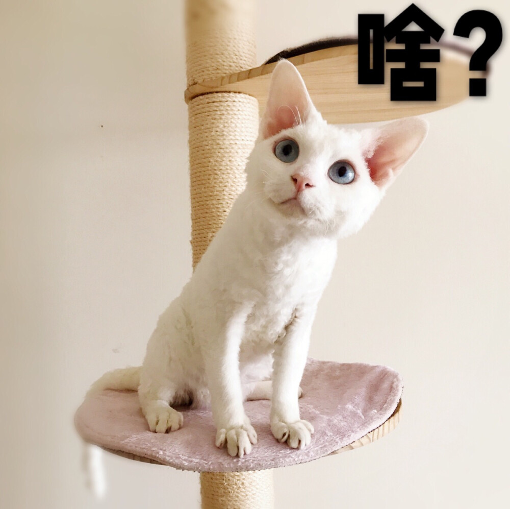 德文卷毛猫