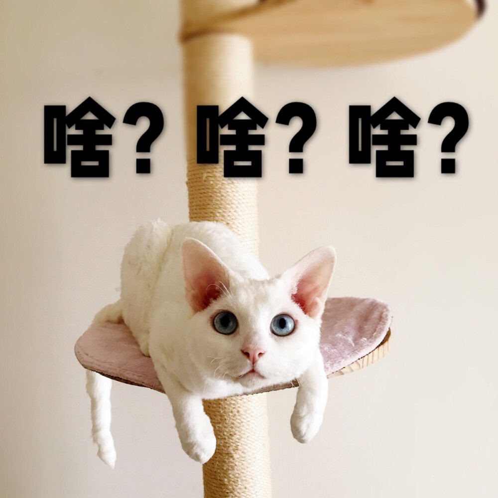 德文卷毛猫