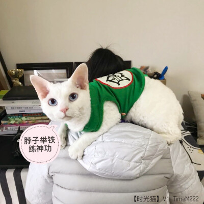 德文卷毛猫