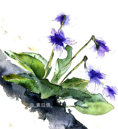 素日塔 插画 植物 紫花地丁 扫描一下既然比原画好看一点了，大概以后都会扫描上传了