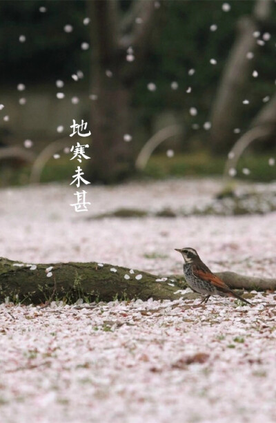 【中国节气：小雪】虹藏不见，地寒未甚。雨凝為雪，初成霰点。菊残傲霜，霏雪压松。烹雪品茶，围炉温酒，暖房好睡。《月令七十二候集解》曰：十月中，雨下而为寒气所薄，故凝而为雪。小者未盛之辞。