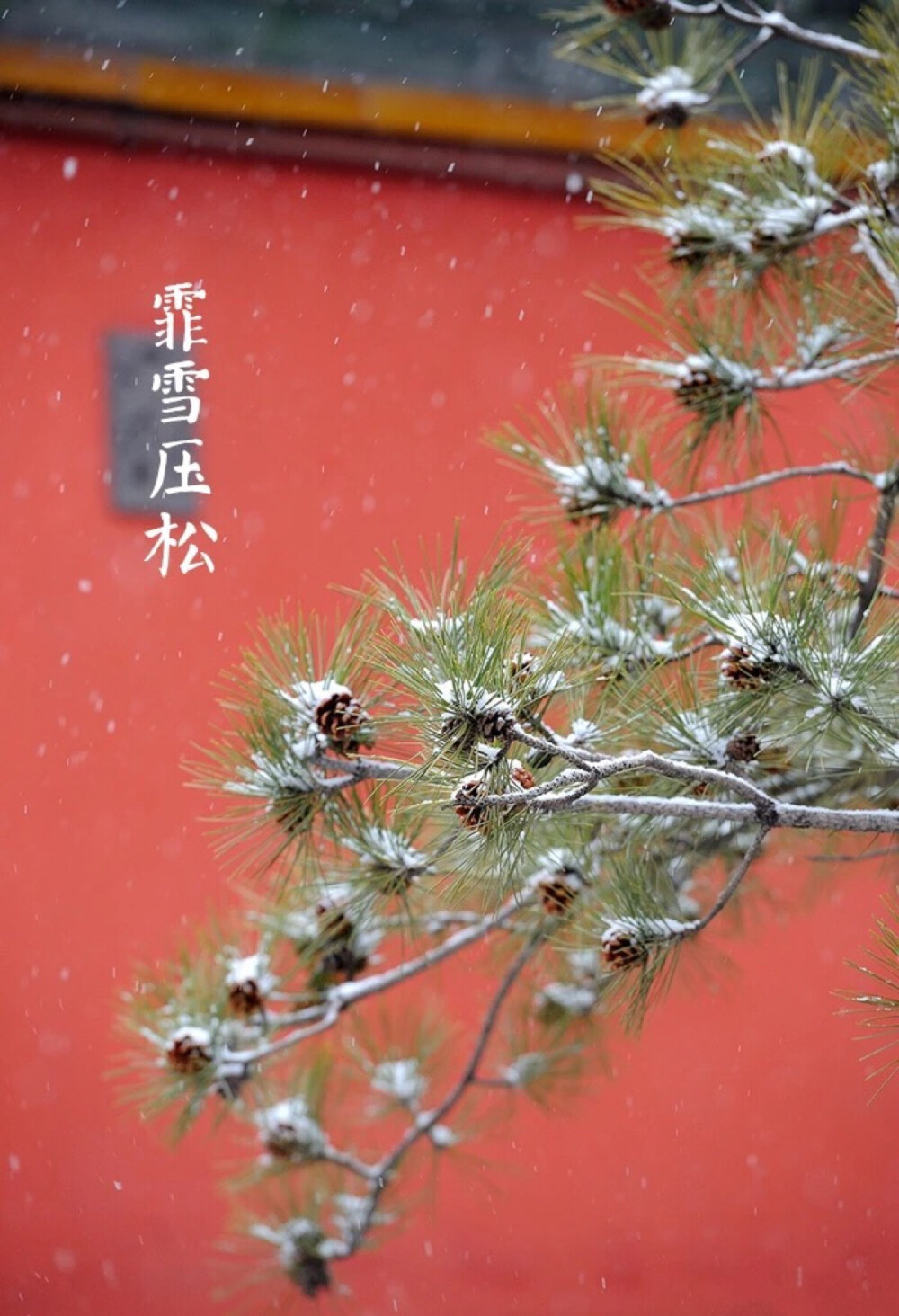 【中国节气：小雪】虹藏不见，地寒未甚。雨凝為雪，初成霰点。菊残傲霜，霏雪压松。烹雪品茶，围炉温酒，暖房好睡。《月令七十二候集解》曰：十月中，雨下而为寒气所薄，故凝而为雪。小者未盛之辞。