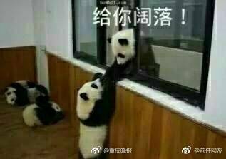 来自ipanda 熊猫频道微博