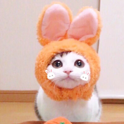 #做头像也行系列 搞怪猫咪