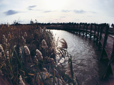 崇明东滩湿地