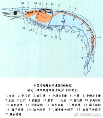 科普，虾