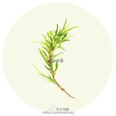 【薄荷绿·氧气】一抹治愈绿，草本.植物， “活化石”银杏叶，韵律美感的蕨类植物，高冷香菜。若草，莺绿，发现配角之美。 ​​​​