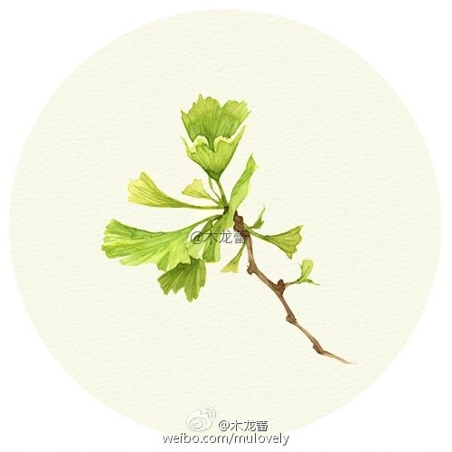 【薄荷绿·氧气】一抹治愈绿，草本.植物， “活化石”银杏叶，韵律美感的蕨类植物，高冷香菜。若草，莺绿，发现配角之美。 ​​​​