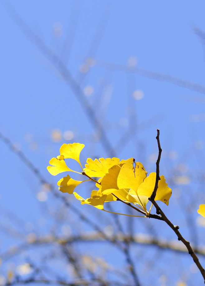 lovely Autumn 北林的银杏