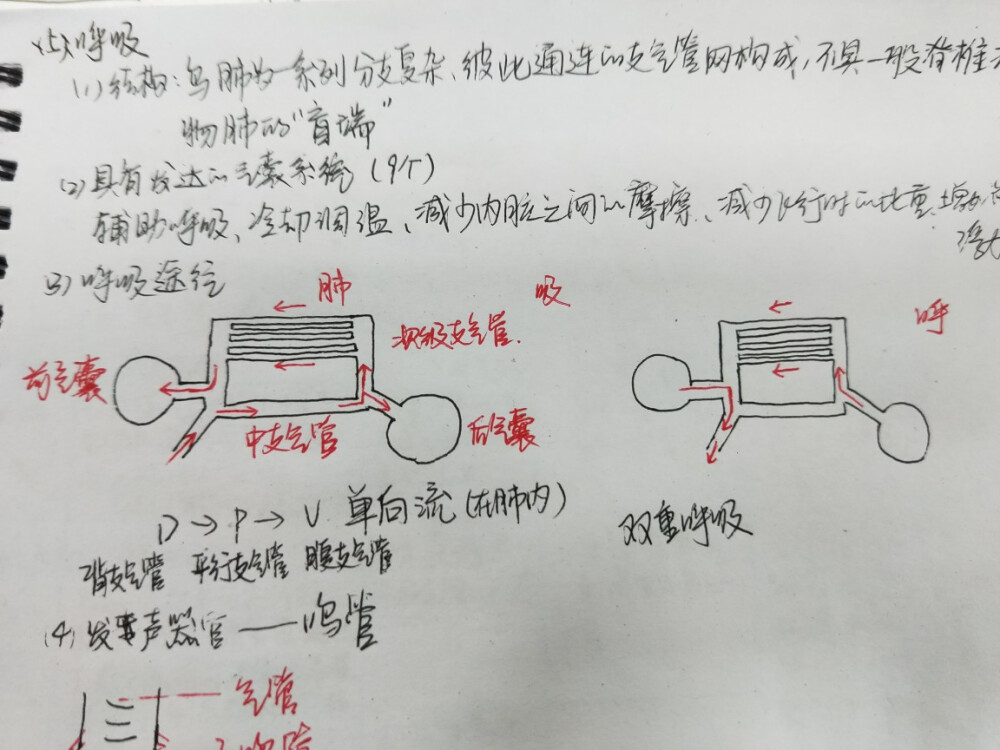 双重呼吸