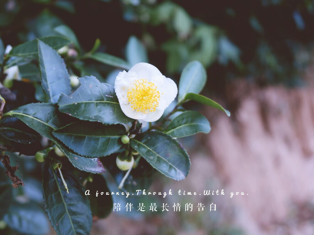 茶花