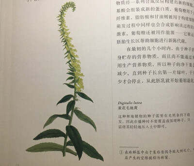 《英国园艺学会植物学指南》黄花毛地黄