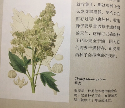 《英国园艺学会植物学指南》藜麦