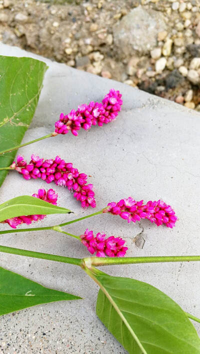 鸡腿花