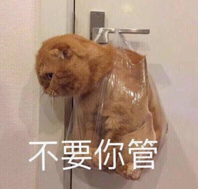 卖萌 可爱 搞笑 表情包