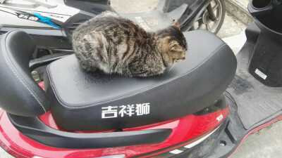 蹲在电动车上闭目养神的猫