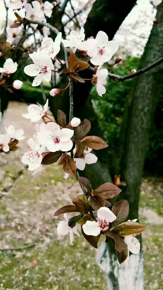 李子花