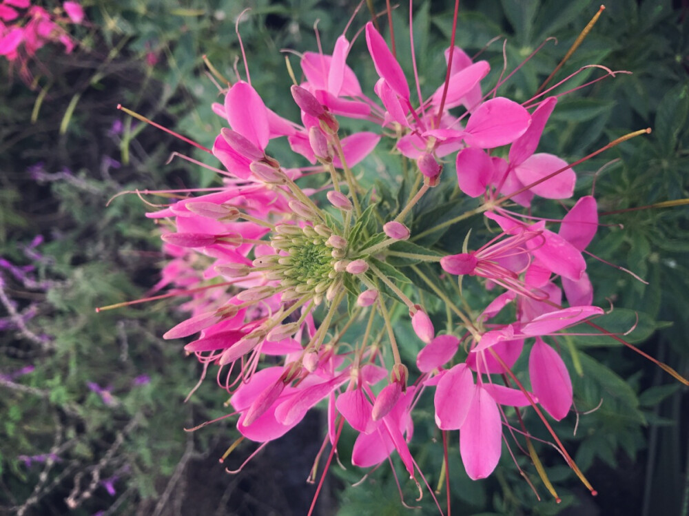 花都开好