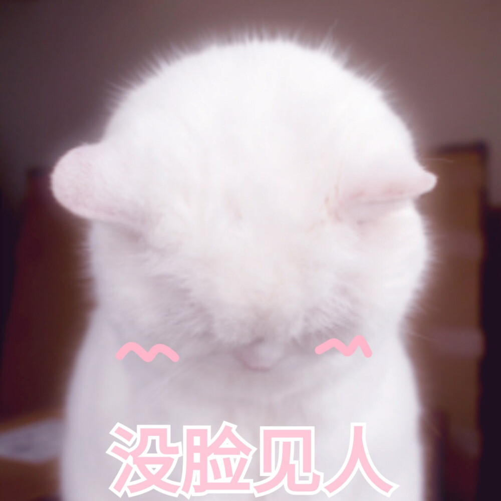 猫.