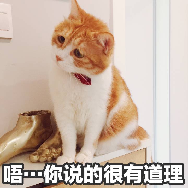 橘猫