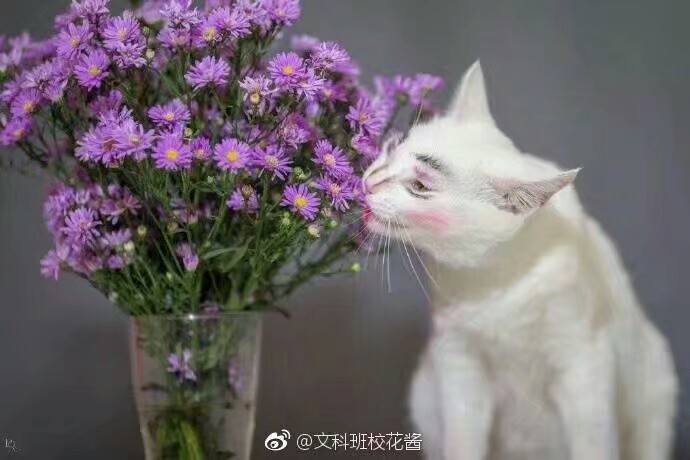 心有猛虎，细嗅蔷薇，猫