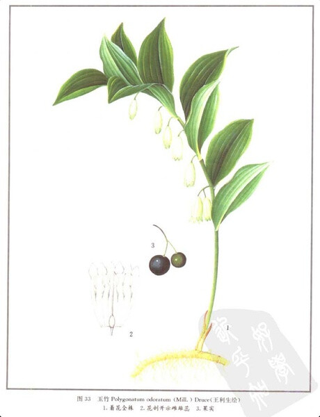 中国本草ii物图谱插画艺术中药