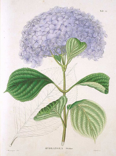 日本植物手绘 插画 艺术 图谱