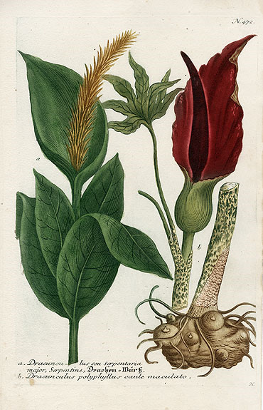 Johann Weinmann Botanical Prints 1737 （2）艺术 插画 手绘 植物 手绘植物