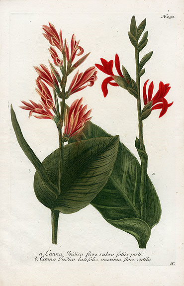 Johann Weinmann Botanical Prints 1737 （2）艺术 插画 手绘 植物 手绘植物