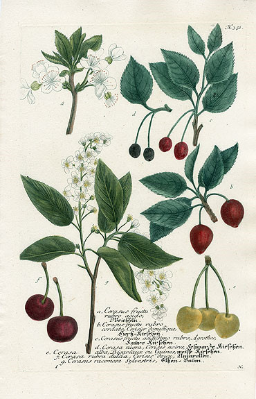 Johann Weinmann Botanical Prints 1737 （2）艺术 插画 手绘 植物 手绘植物