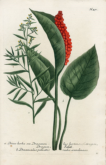 Johann Weinmann Botanical Prints 1737 （2）艺术 插画 手绘 植物 手绘植物