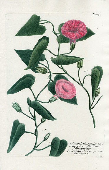 Johann Weinmann Botanical Prints 1737 （2）艺术 插画 手绘 植物 手绘植物