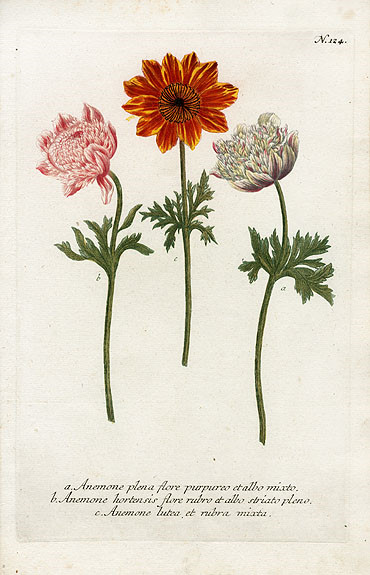 Johann Weinmann Botanical Prints 1737 （2）艺术 插画 手绘 植物 手绘植物