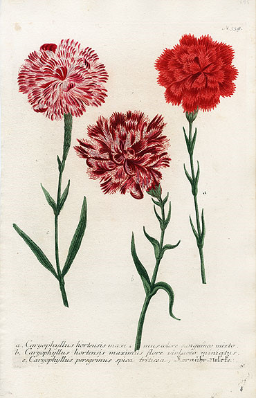 Johann Weinmann Botanical Prints 1737 （2）艺术 插画 手绘 植物 手绘植物