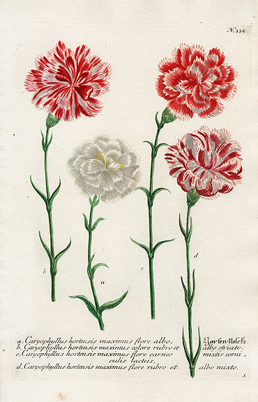 Johann Weinmann Botanical Prints 1737 （2）艺术 插画 手绘 植物 手绘植物