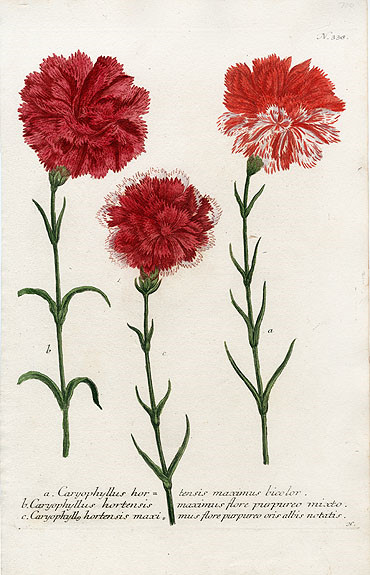 Johann Weinmann Botanical Prints 1737 （2）艺术 插画 手绘 植物 手绘植物