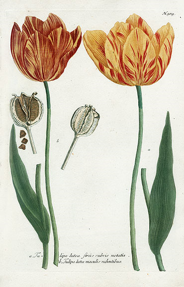 Johann Weinmann Botanical Prints 1737 （2）艺术 插画 手绘 植物 手绘植物