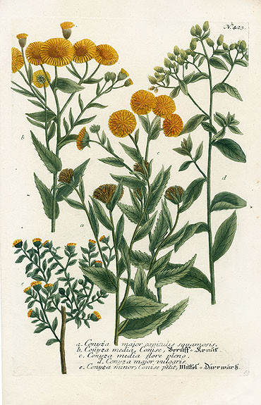 Johann Weinmann Botanical Prints 1737艺术 插画 手绘 植物 手绘植物