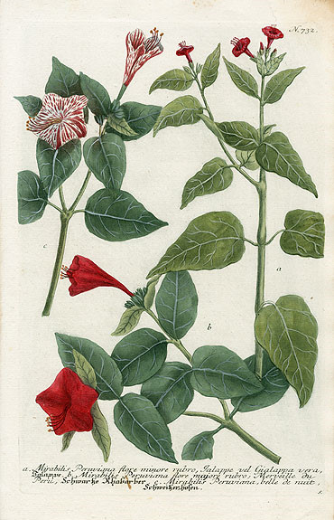 Johann Weinmann Botanical Prints 1737艺术 插画 手绘 植物 手绘植物