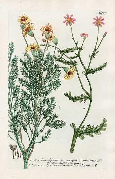 Johann Weinmann Botanical Prints 1737艺术 插画 手绘 植物 手绘植物