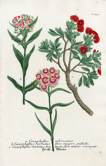 Johann Weinmann Botanical Prints 1737艺术 插画 手绘 植物 手绘植物